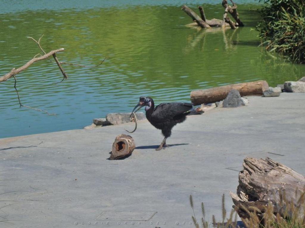 101PARC AUX OISEAUX DANS L AIN 2016 3_000032.jpg